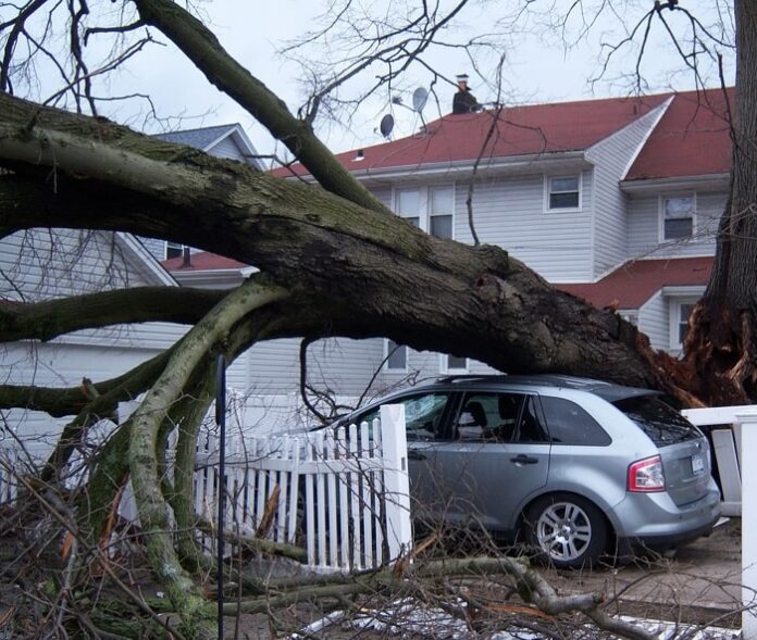Tree fallen on roof